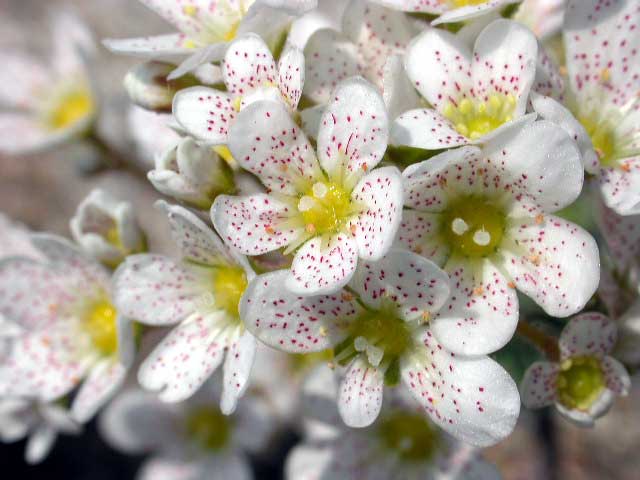 Saxifraga longiflora blomst